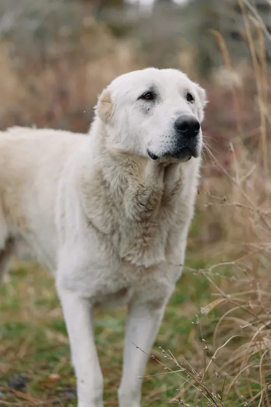 Dog, canine, outdoors, field, white, animal in nature. A calm portrait of a large white dog standing among tall grasses, with an alert expression and soft natural light in a rustic setting.