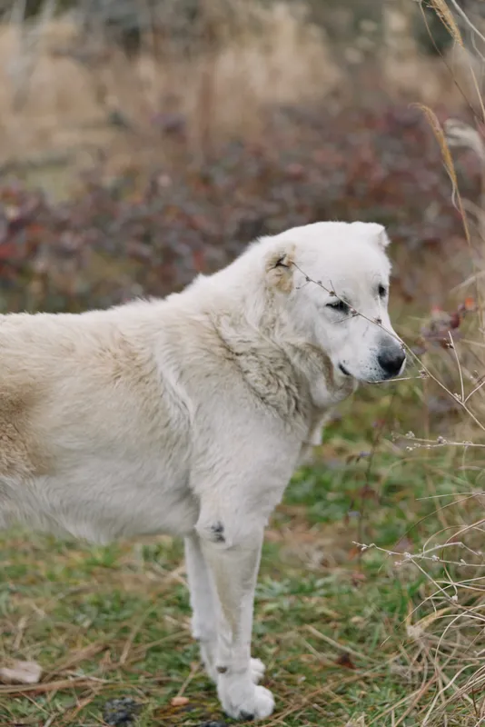 White dog standing in a grassy field, calm and attentive, soft natural light, autumn tones in the background, a rustic outdoor portrait of a canine in nature