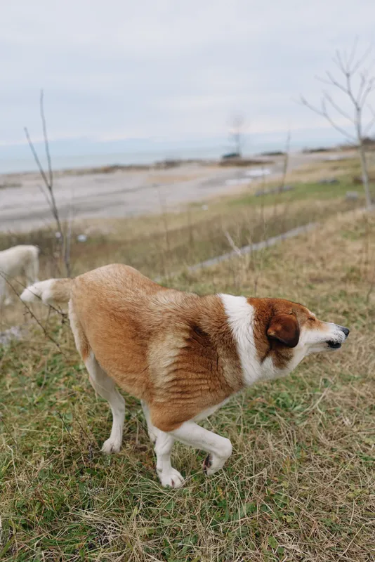 Dog walking across a grassy field by a peaceful lake, under an overcast sky, in a natural outdoor setting. Canine in motion, exploring open countryside and water edge.
