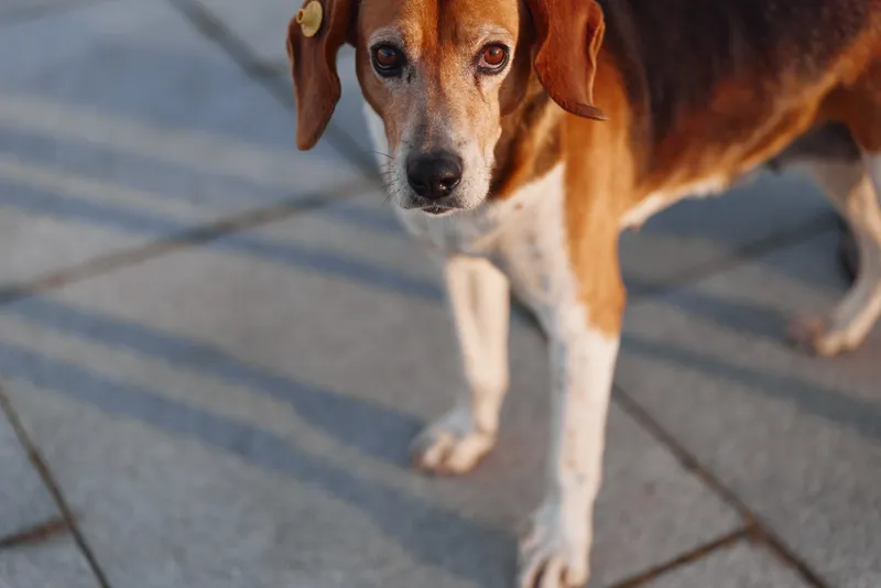 Senior brown and white dog with floppy ears stands on a tiled pavement looking attentively at the camera in soft natural light.