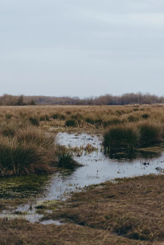 Wetland marsh pond in grassland with shallow water on muddy path, surrounded by tall reeds and green vegetation, under cloudy sky, calm nature landscape for slow quiet outdoor lifestyle.