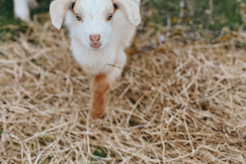 Goat kid wandering through straw on a sunny farm, curious eyes, candid outdoor moment, rustic scene, warm natural colors, relaxed pose, simple countryside charm