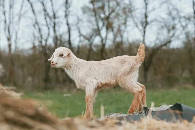 Goat, kid, animal, outdoor, field, farm, young, livestock, countryside, nature, goat kid standing on a rocky ledge in an outdoor field, a young animal in a farm setting, capturing countryside nature