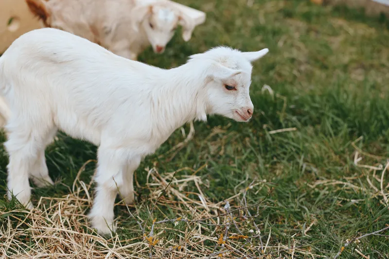 Goat kid in a pasture, outdoor scene under sunlight, innocence and curiosity on its face, rustic countryside mood, grass and meadow around, gentle breeze, natural colors, calm countryside moment