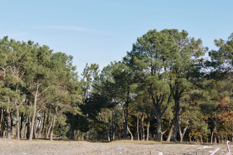 Forest edge with tall trees along a clear sky, landscape showing woodland, outdoors, and tranquil nature in a quiet rural setting calm.
