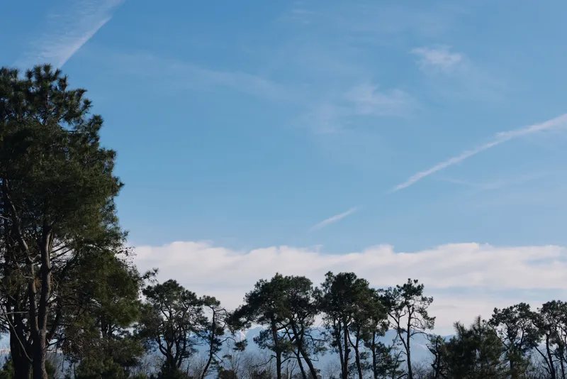 Trees against a bright blue sky with wispy clouds, a peaceful nature landscape at an open woodland edge with clear atmosphere and distant horizon.