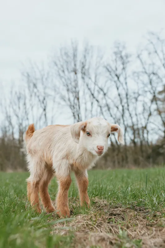 Goat kid standing in a green pasture with bare trees in the background, curious gaze toward the camera, rural lifestyle, farm realism, animal care, countryside atmosphere, soft daylight, wholesome,