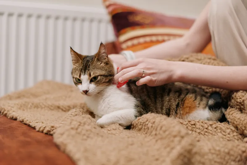 Woman gently petting domestic cat on cozy couch at home, relaxed lifestyle mood, soft blanket texture, warm daylight, close view shows calm trust between person and pet