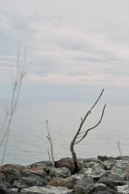 Dry tree branches stand on rocky shore against calm sea and cloudy sky. Natural landscape shows peaceful coastal environment with muted colors and minimalistic composition.