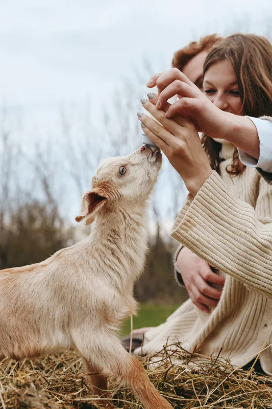 Joyful moment outdoors, a human feeding a curious goat kid, warm light on countryside, candid interaction, simple lifestyle, gentle bond, natural colors, serene atmosphere