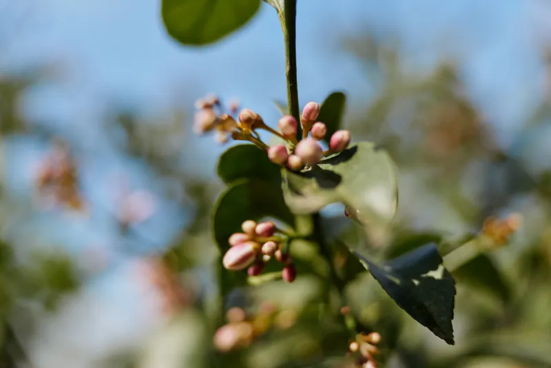 branch, buds, flower, plant, nature, greenery, leaves, outdoor, sky, macro. Close-up of a flowering branch with pink buds and green leaves against a blue sky, capturing natural growth and seasonal