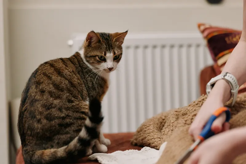 Cat tabby pet on a sofa, woman lifestyle at home, cozy living room, she gently pets cat while sewing with scissors, calm routine, soft fabric blanket