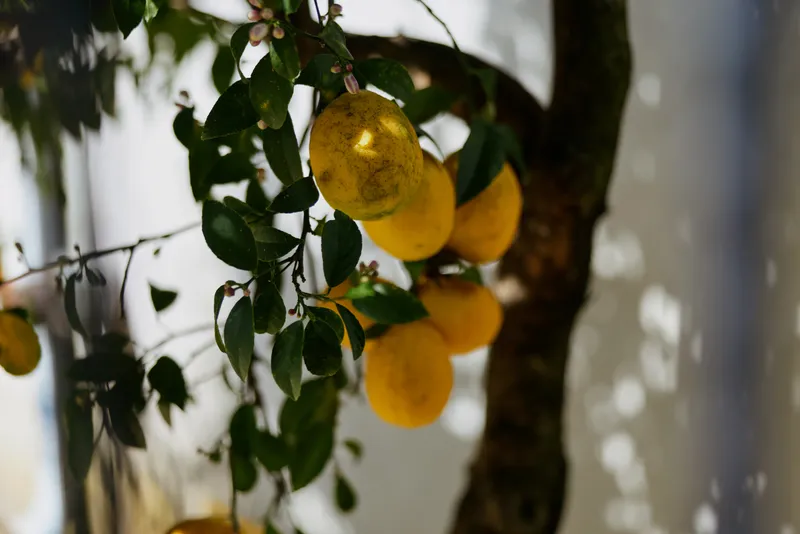 A sunlit lemon tree with ripe yellow fruit hanging from branches in a home garden scene, conveying freshness, warmth, and a simple, natural harvest for everyday wellbeing.