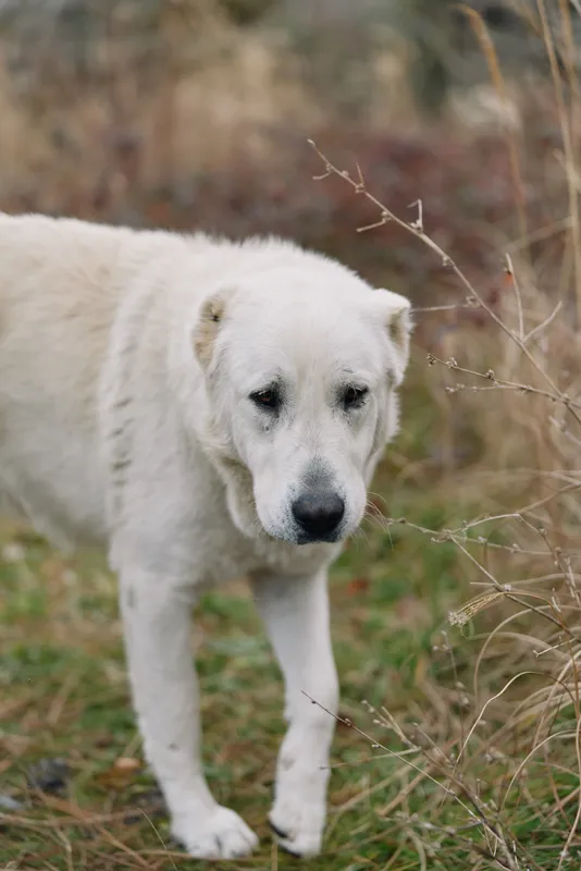 White dog in a natural field, calm gaze and gentle presence, outdoor setting with tall grass creating a serene canine portrait.