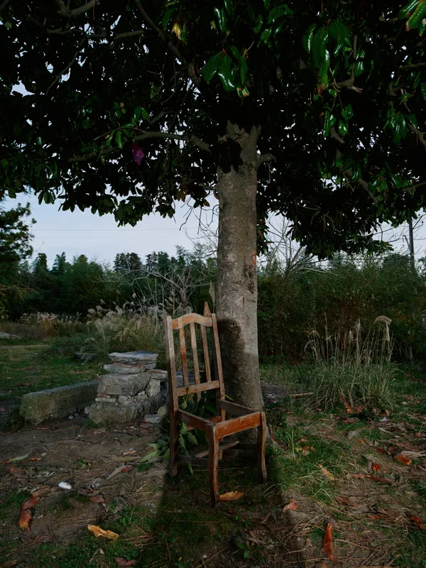 Chair beneath a leafy tree in a quiet garden, outdoor rustic setting with weathered wood and sparse foliage, evoking solitude and tranquil atmosphere, an inviting seating spot surrounded by nature