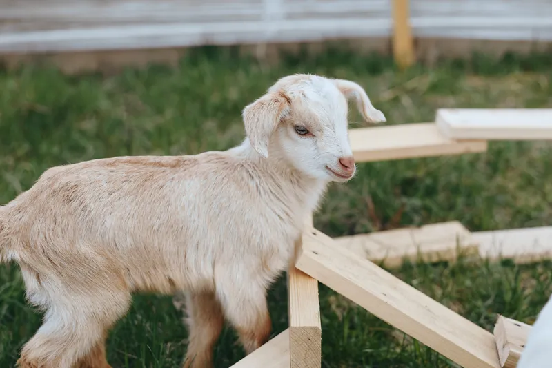 Goat kid beside wooden framing in a grassy yard, curious expression on its face. Natural, rustic setting captures a simple farm lifestyle with soft daylight and a gentle playful mood.