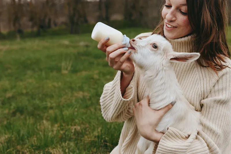 Goat and kid feeding by a woman outdoors in a grassy field, highlighting lifestyle, animals, milk, and tenderness during a calm, sunlit moment.
