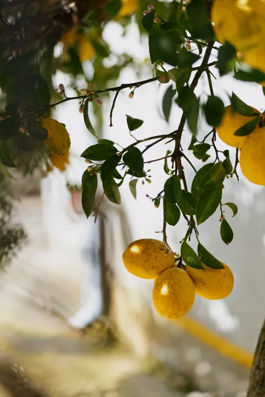 Close up of ripe lemons hanging from a branch with bright yellow fruit in the foreground, while a casual passerby walks along a street in soft focus, creating a contrasting urban backdrop.