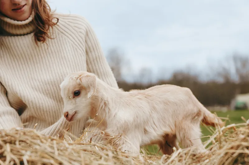 Casual lifestyle scene with a goat kid beside a woman in a beige sweater on a farm, enjoying sunny weather among straw, peaceful rural mood and affectionate animal companionship