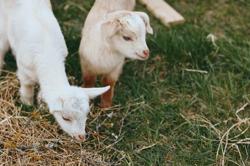 Playful goat kid pair grazing on grass in a sunny farm setting, capturing a simple outdoor lifestyle and rural tranquility, with natural light and a calm atmosphere, warm mood. Bright.