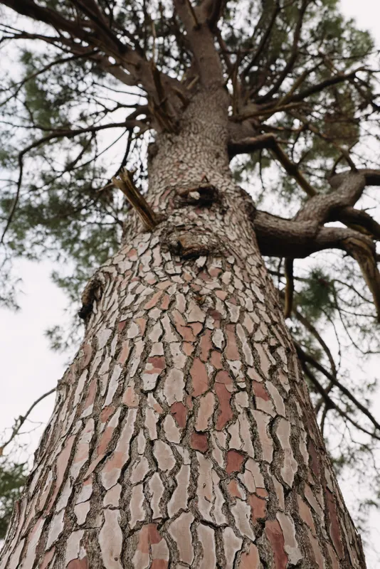 Tall tree trunk photographed from below, featuring textured bark and upward branches for dramatic perspective in nature scenery