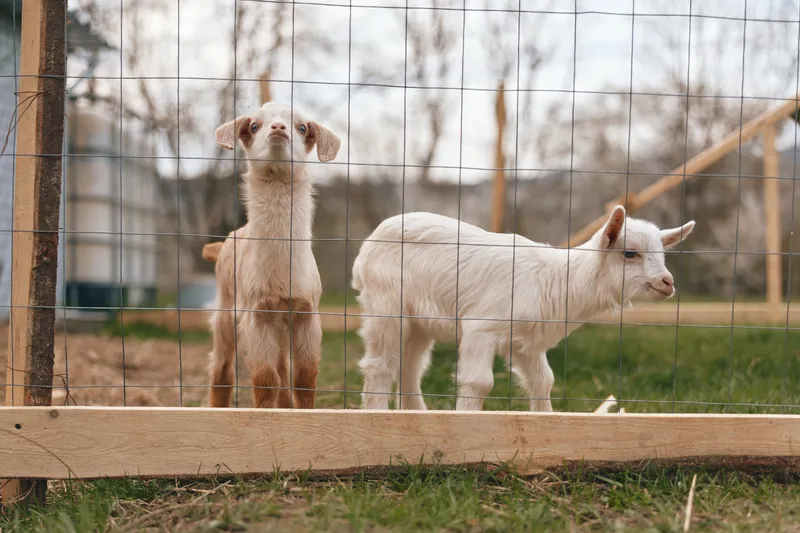 A curious goat and kid stand near a wooden frame on a farm, looking outward. A peaceful rural scene emphasizes companionship, outdoors, and simple animal life.