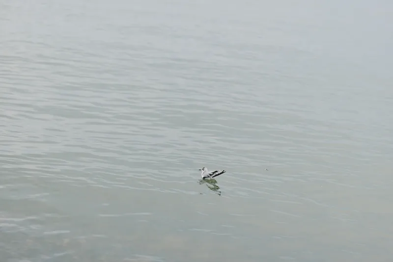 Seagull floating on calm water surface with soft ripples. Peaceful scene captures nature and bird in quiet aquatic environment under natural light.