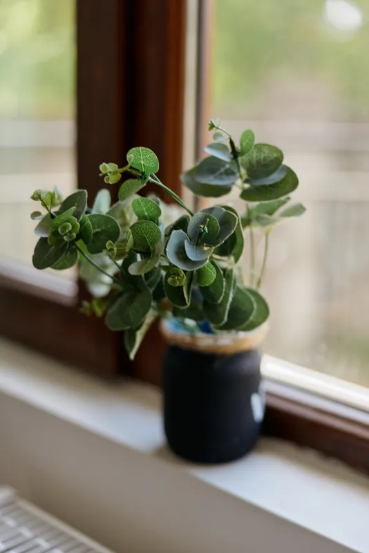 A small potted plant with round green leaves sits on a wooden windowsill indoors, catching soft natural light that highlights its fresh greenery and creates a calm home mood