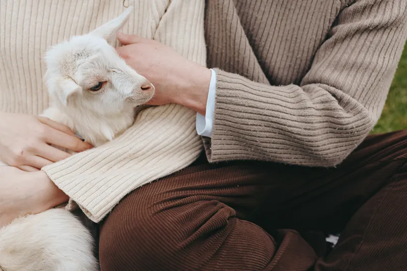 A young woman gently holds a white baby goat while sitting closely with a man wearing a brown sweater outdoors in a cozy lifestyle moment.