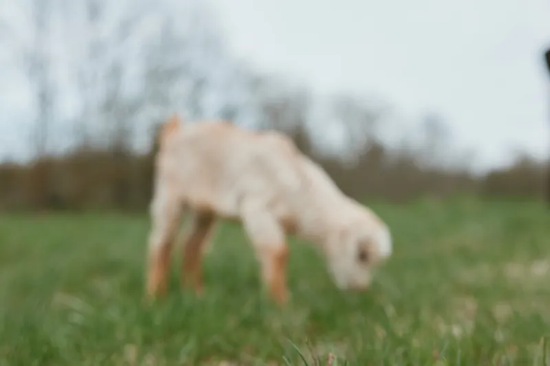 Goat, kid grazing in a sunlit meadow, calm rural landscape with soft breeze, natural colors, countryside charm, peaceful outdoor moment, animal outdoors lifestyle and wildlife focus