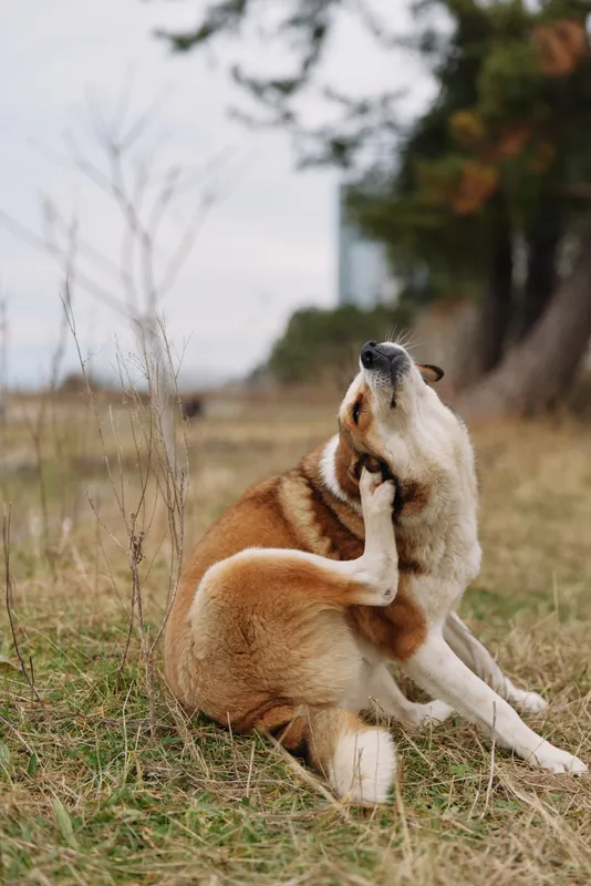 Dog outdoors on grass scratching neck with hind leg in a calm field, fluffy coat, natural scenery, serene moment in open space