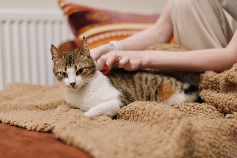 Woman lifestyle at home, domestic cat lying on a couch, soft blanket texture, gentle petting hands, warm natural light, calm companionship, cozy comfort for mental wellbeing today