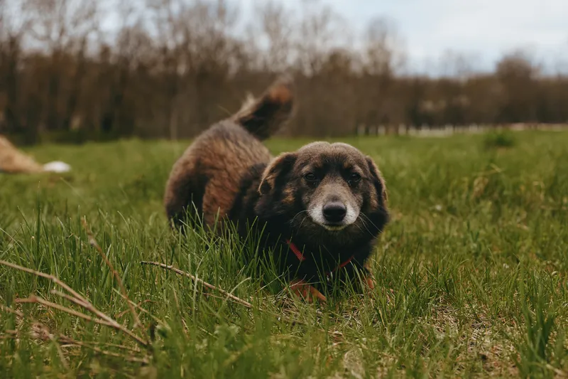 A medium sized dog with dark fur stretches on green grass in a natural outdoor setting during an overcast day, showing a relaxed and calm posture in a lifestyle scene.