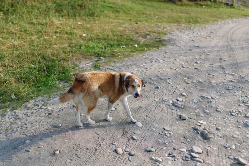 Dog walking on a rocky gravel path through an open outdoors setting, calm and curious, legs mid stride, gentle sunlight, grassy edge, simple nature scene, tranquil moment with a loyal companion