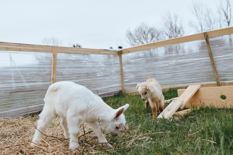 A playful goat kid explores a simple outdoor pen on a sunny day, while a second kid nibbles grass nearby. A rustic farm scene highlighting rural lifestyle, animal care, and the curiosity of young