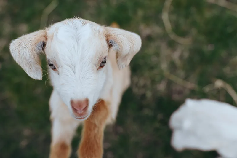 Playful goat kid in a sunny meadow, exploring grassy terrain with curious expression, gentle fur and wide eyes, captured in a natural rural setting for lifestyle storytelling