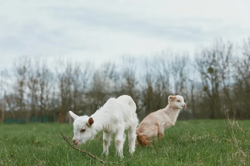 Goats in a sunlit field, a white adult grazing while a pale kid nearby, countryside ambiance, gentle breeze, natural greens, clear sky, relaxed rural lifestyle, candid moment in nature, peaceful farm