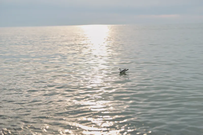 Calm sea water reflects soft sunlight during early morning or evening. A single bird floats peacefully on the gentle waves, creating a serene and tranquil nature scene.