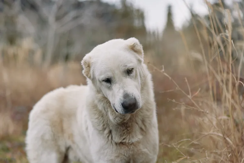 Dog, canine portrait in an open field with soft fur and a calm expression, muted grasses in the background, natural light, outdoorsy scene, tranquil wildlife mood