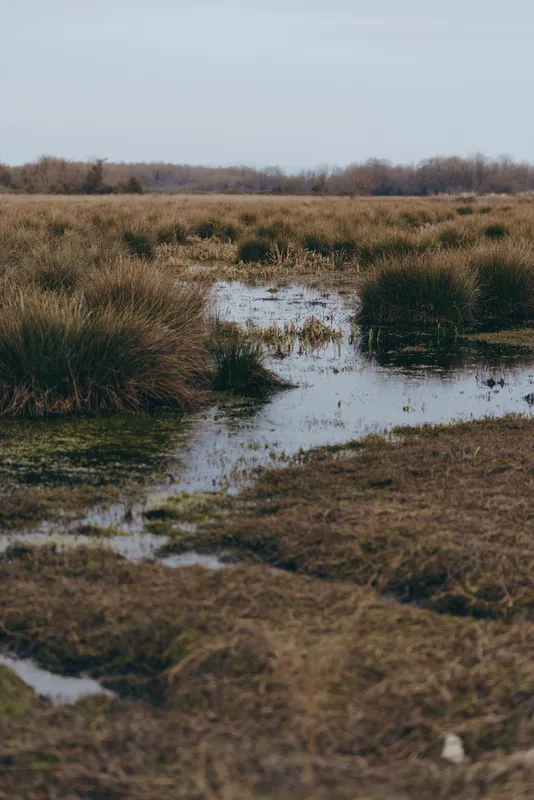 Landscape nature scene of a wetland marsh with grass and shallow water forming puddles, meadow outdoors under a cloudy sky, quiet rural ecology for slow lifestyle exploration today fully