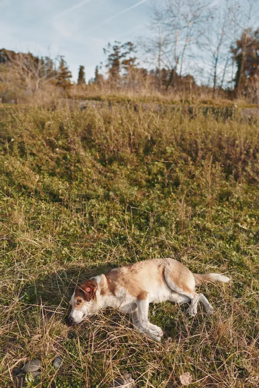 Dog running through a grassy field under a clear sky, paws kicking dust, wildflowers and distant trees frame an active outdoor moment in a rural landscape