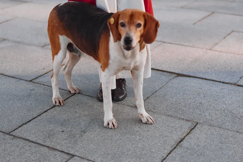 Beagle mix dog stands on a paved sidewalk beside a person's legs, looking alert and curious in an outdoor urban scene during daytime.