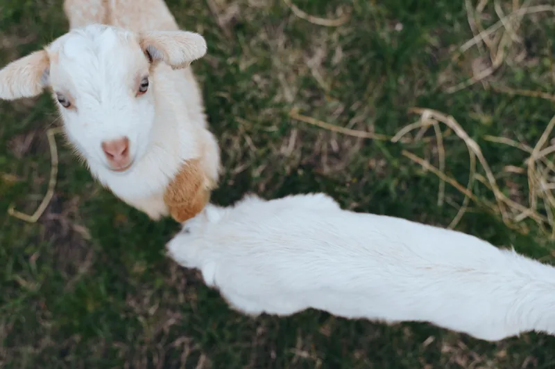 Goat kid outdoors in a sunlit pasture, playful and curious, white fur with brown patch, gentle landscape, rustic vibe, lifestyle scene emphasizing rural animals and natural colors