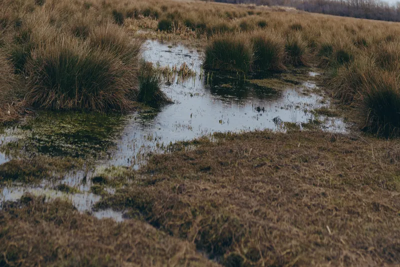 Wetland marsh water grass reeds nature outdoors landscape after rain, shallow puddles weave through muddy grassland and reeds, calm reflections in a rural environment under overcast sky.