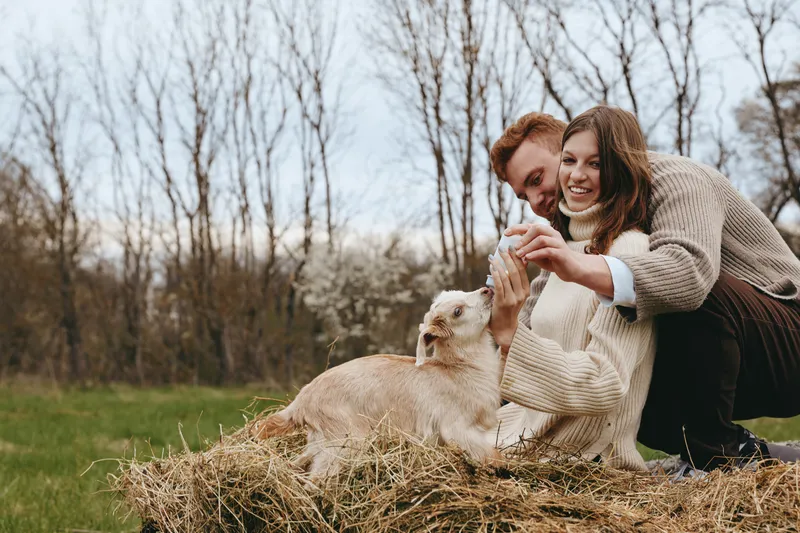 Cheerful couple outdoors share a tender moment with a young goat, cozy sweaters, sunlit grass, and a gentle breeze, capturing a warm lifestyle scene in nature