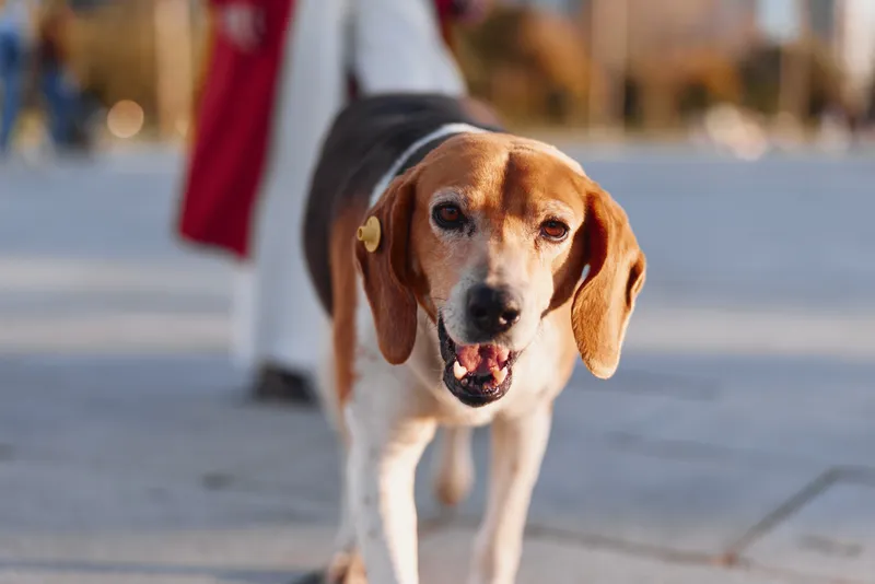 Beagle dog outdoors on a sunny street, walking with a leash. A cheerful pet in an urban setting, with warm natural light and a friendly, approachable mood.