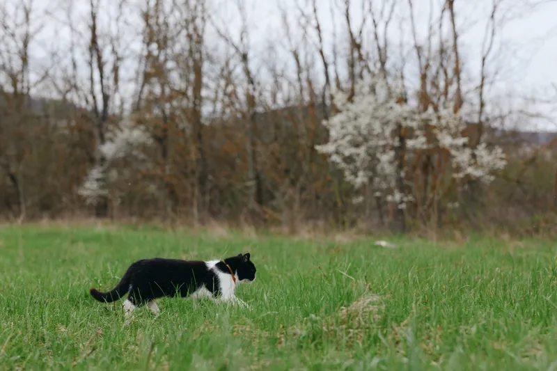 Goat, kid, dog, puppy, field, outdoors, lifestyle, nature, curious, playful, a curious dog puppy explores a sunny field with tall grass, capturing a lighthearted lifestyle moment in nature under a
