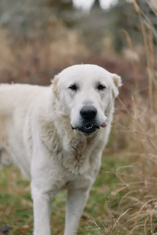 Dog, white dog, canine, animal in outdoor portrait amid grassland showing a loyal canine companion. Calm, friendly, and gentle presence with daylight, fur detail, and a natural rustic countryside