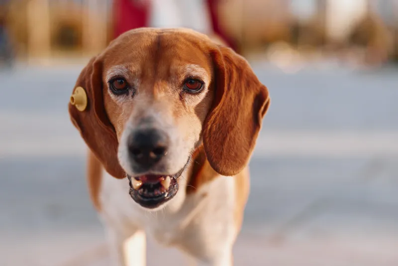 A friendly beagle dog up close, outdoors, with attentive expression. The loyal companion looks toward the camera in bright daylight, inviting connection and warmth.