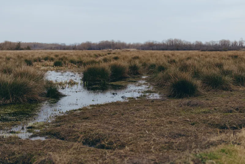 Landscape nature marsh water grass wetland outdoors sky, shallow muddy stream in reed grass, rural winter field, overcast daylight, calm natural habitat, peaceful lifestyle mood, quiet, no people